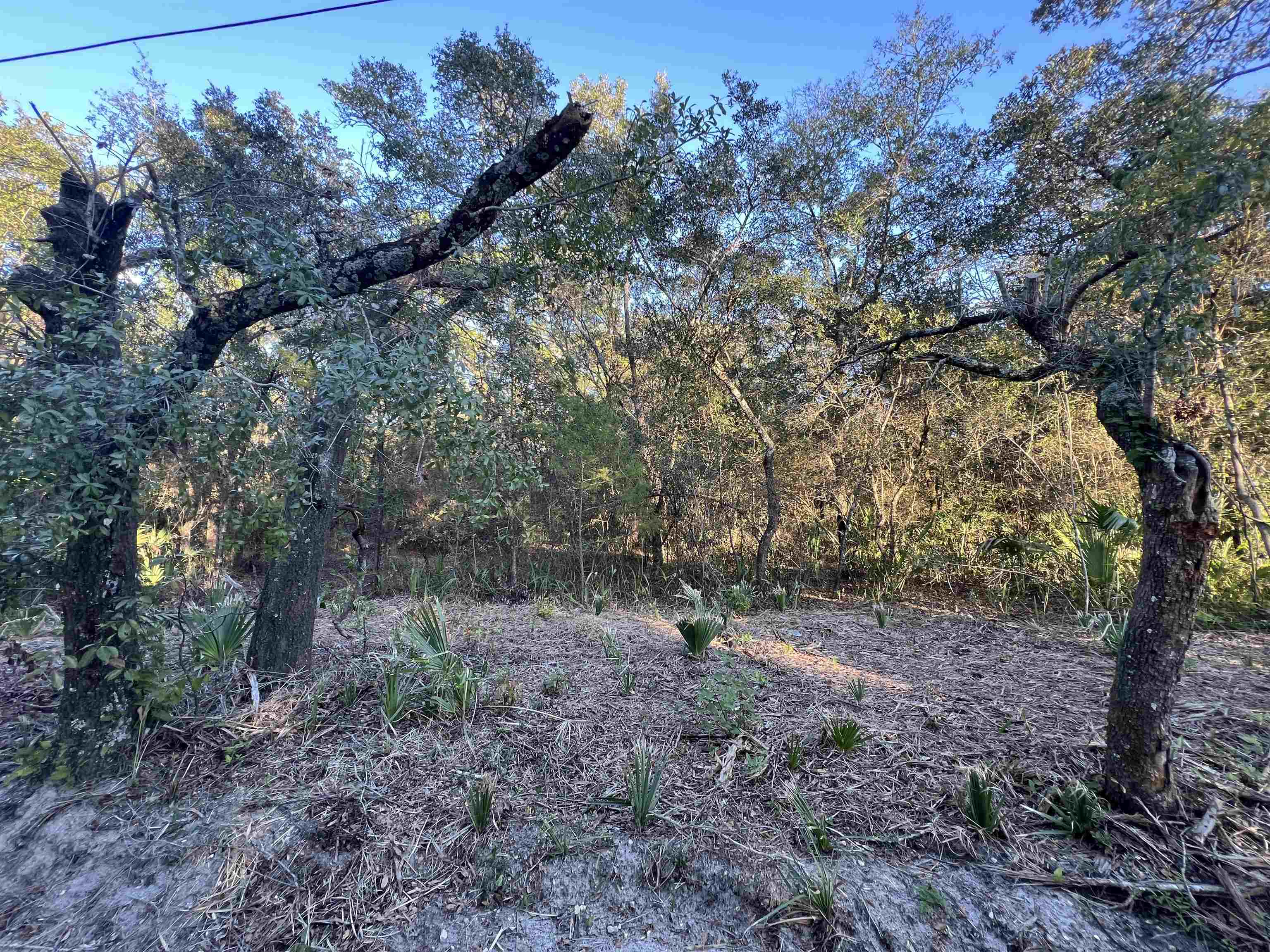 Tbd Otter Lake Road Panacea, FL 32346 - Photo 2 of 8