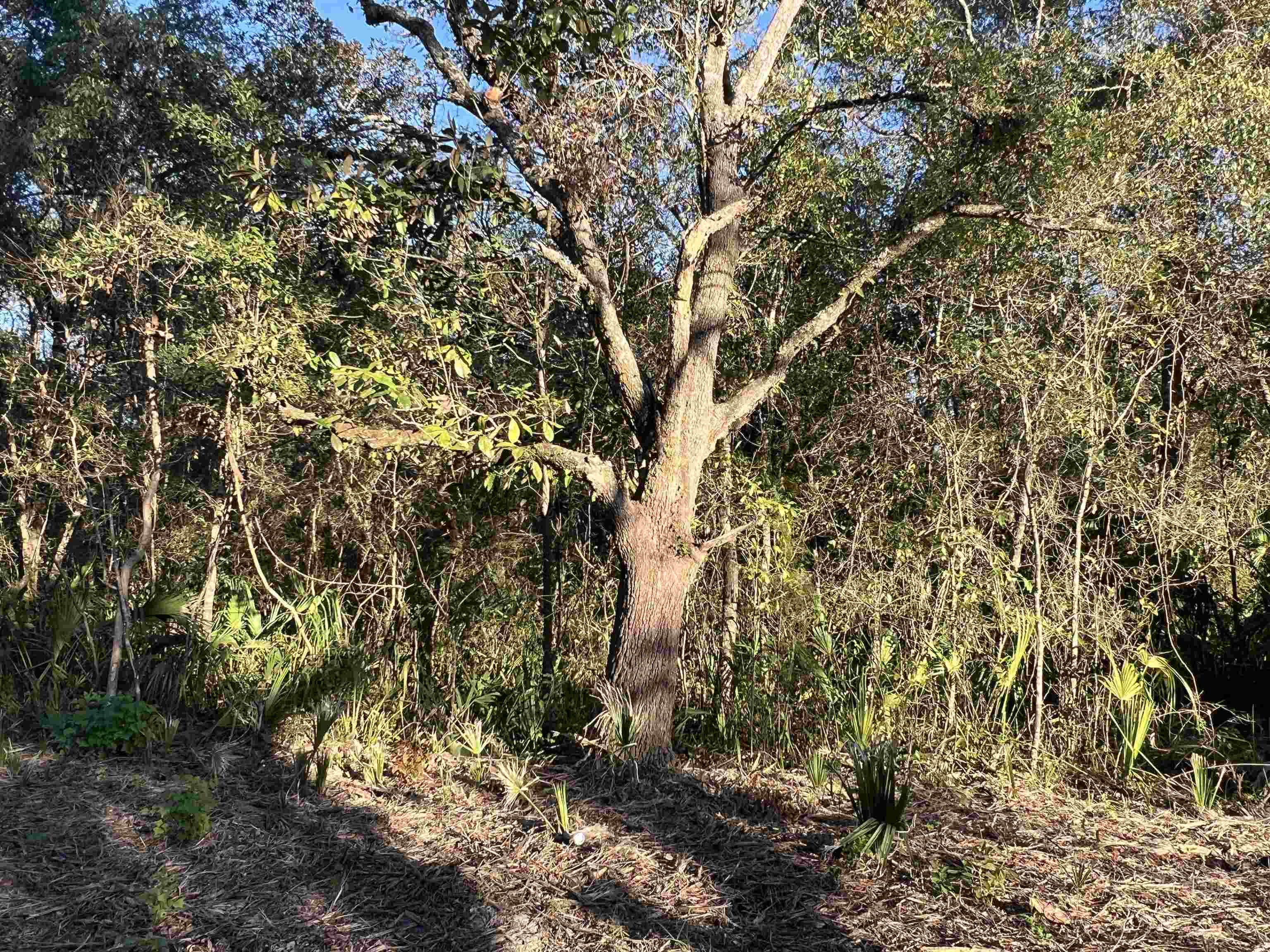 Tbd Otter Lake Road Panacea, FL 32346 - Photo 3 of 8