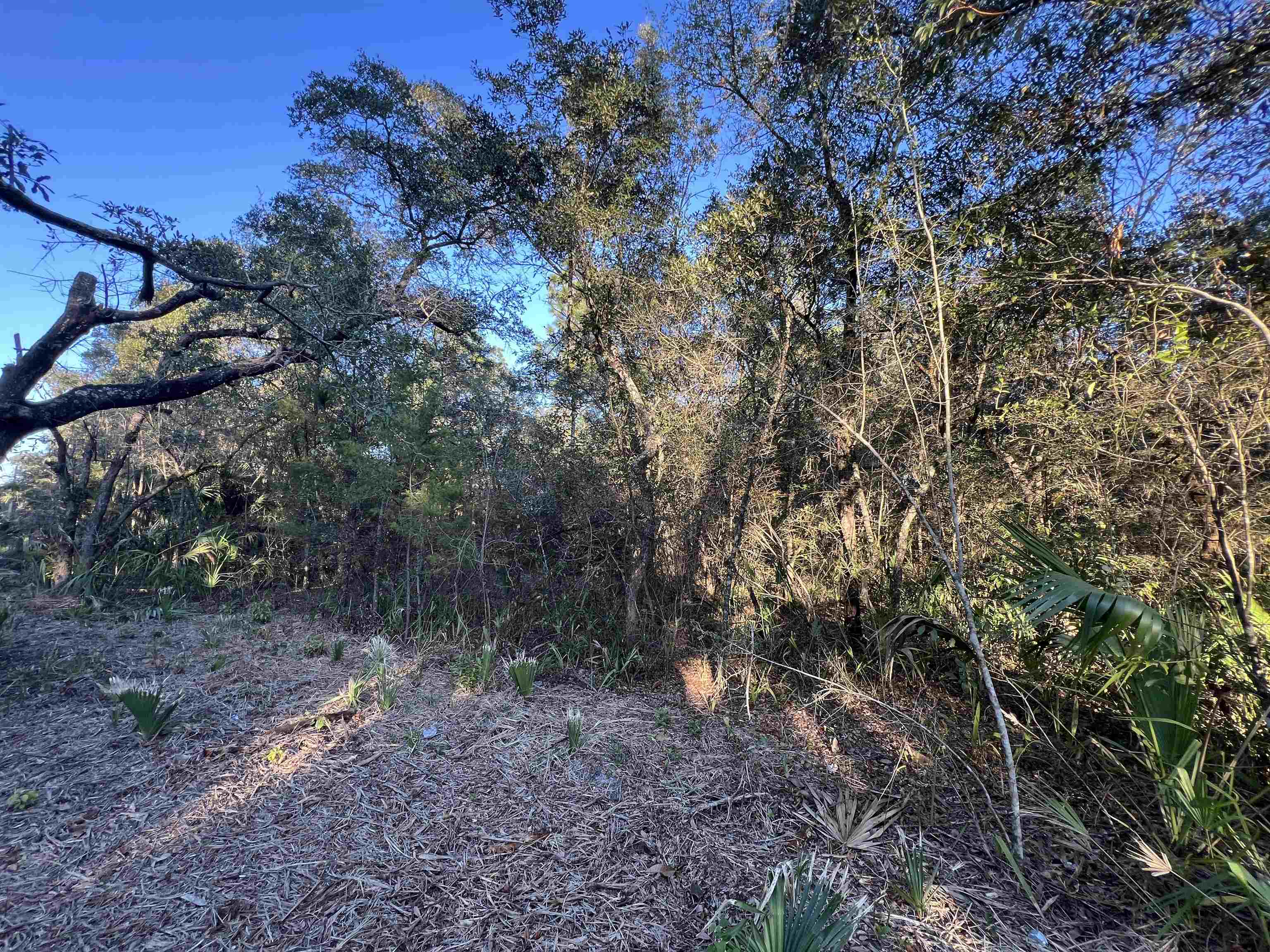 Tbd Otter Lake Road Panacea, FL 32346 - Photo 4 of 8