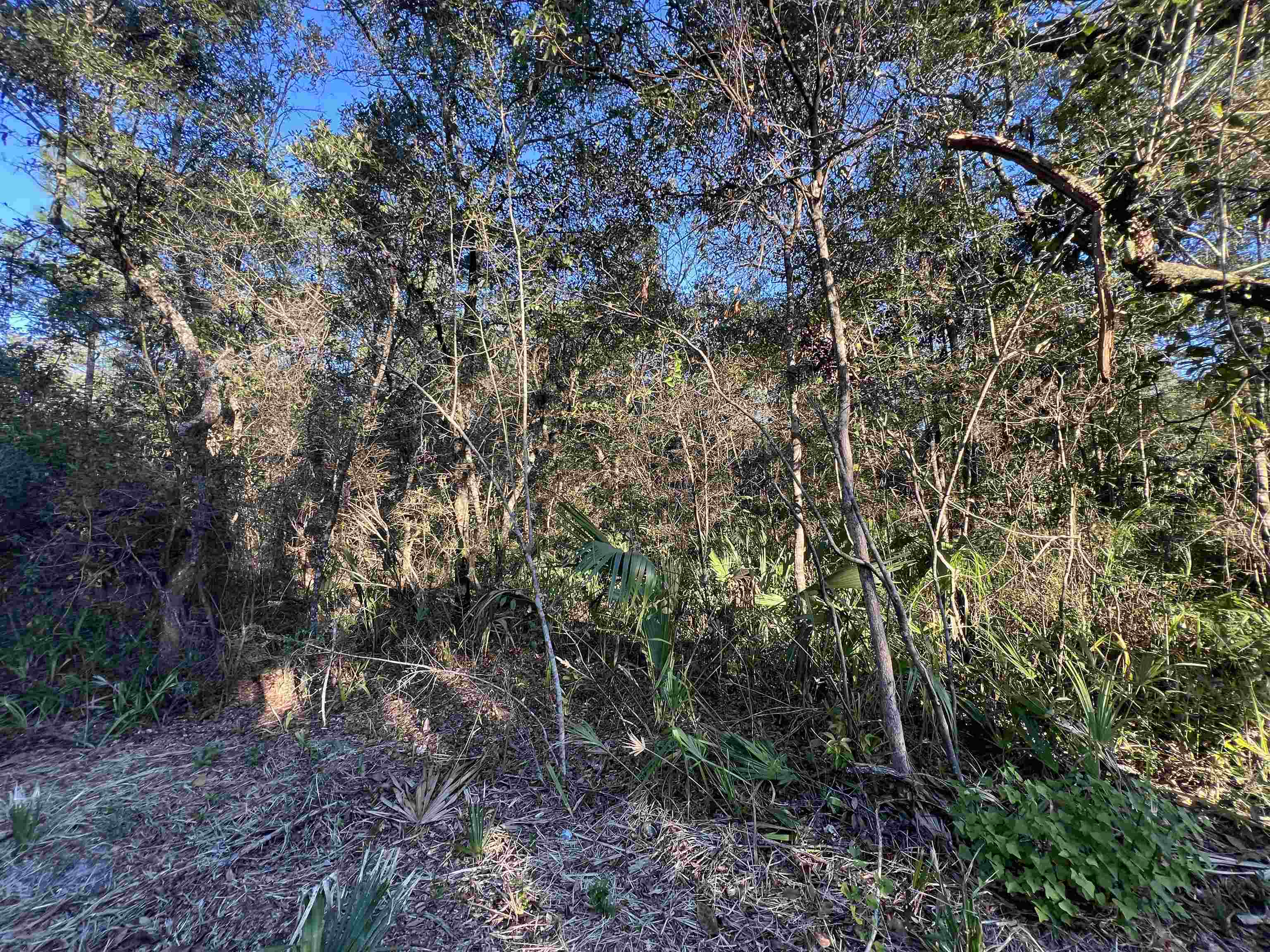 Tbd Otter Lake Road Panacea, FL 32346 - Photo 5 of 8