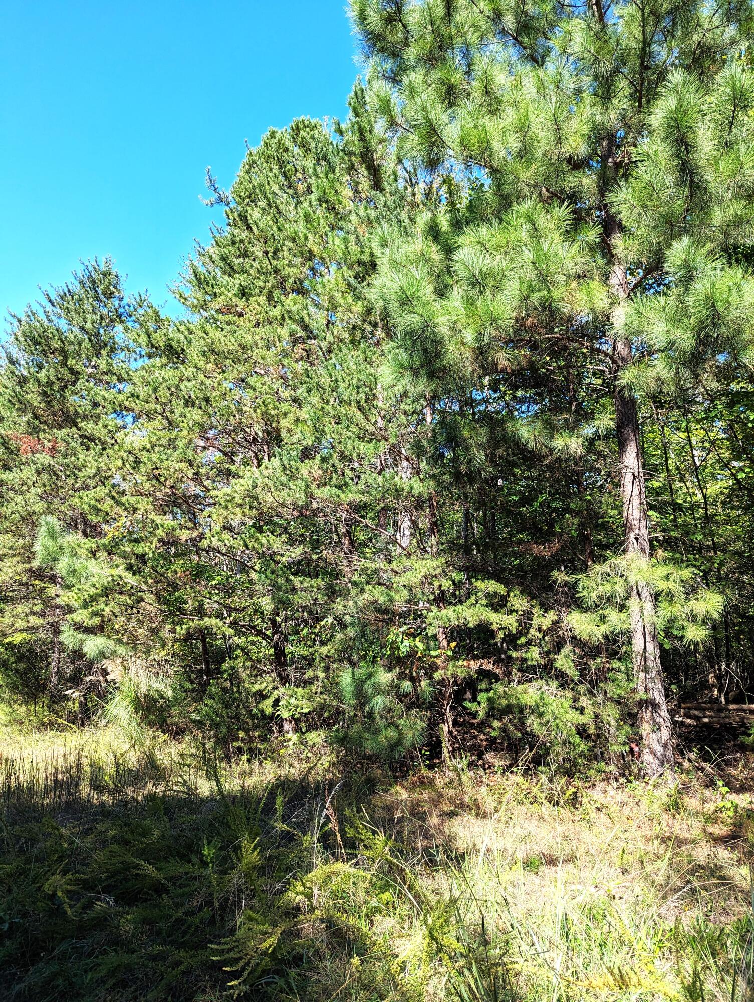0 Pleasant Hill Road Rocky Mount, VA 24151 - Photo 9 of 12 32.84 Ac