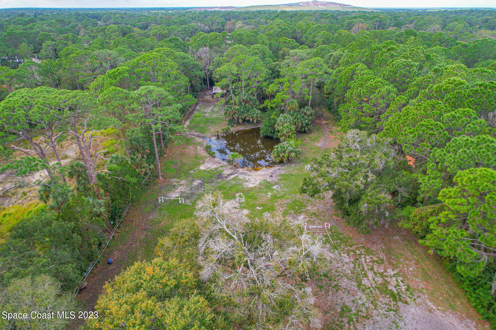 2281 Friday Road Cocoa, FL 32926 - Photo 65 of 72 a view of a forest with a tree