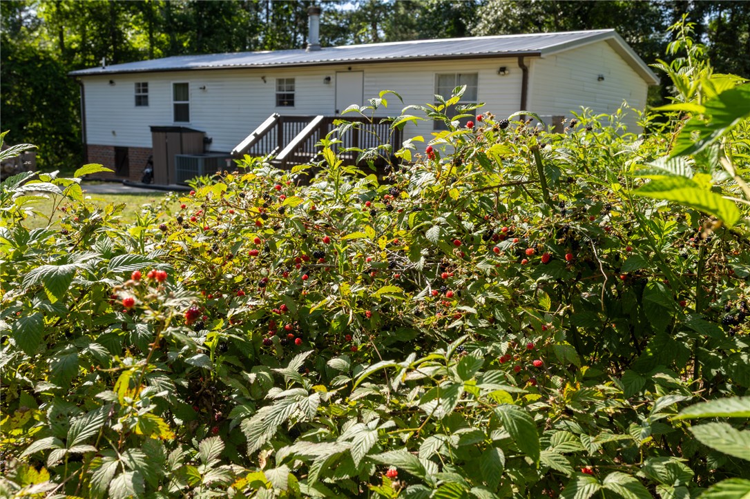 2632 Broadway Lake Road Anderson, SC 29621 - Photo 20 of 20 Wild black berries blossoms behind this charming home.
