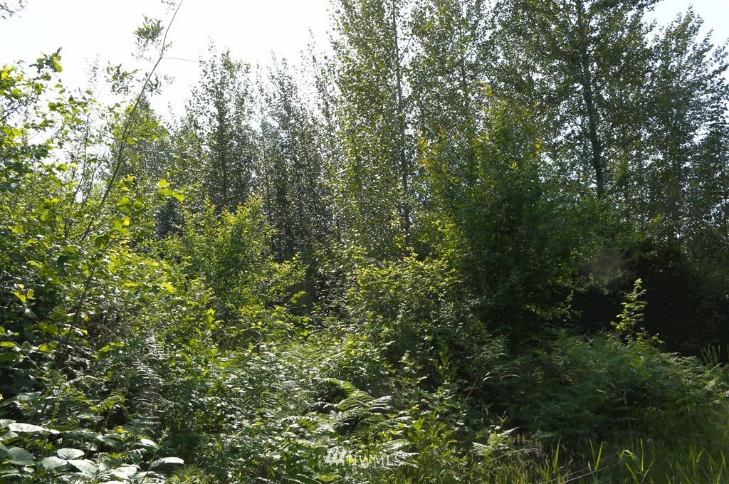 X1000 Falls Road Randle, WA 98377 - Photo 3 of 8 Gallery Image 3