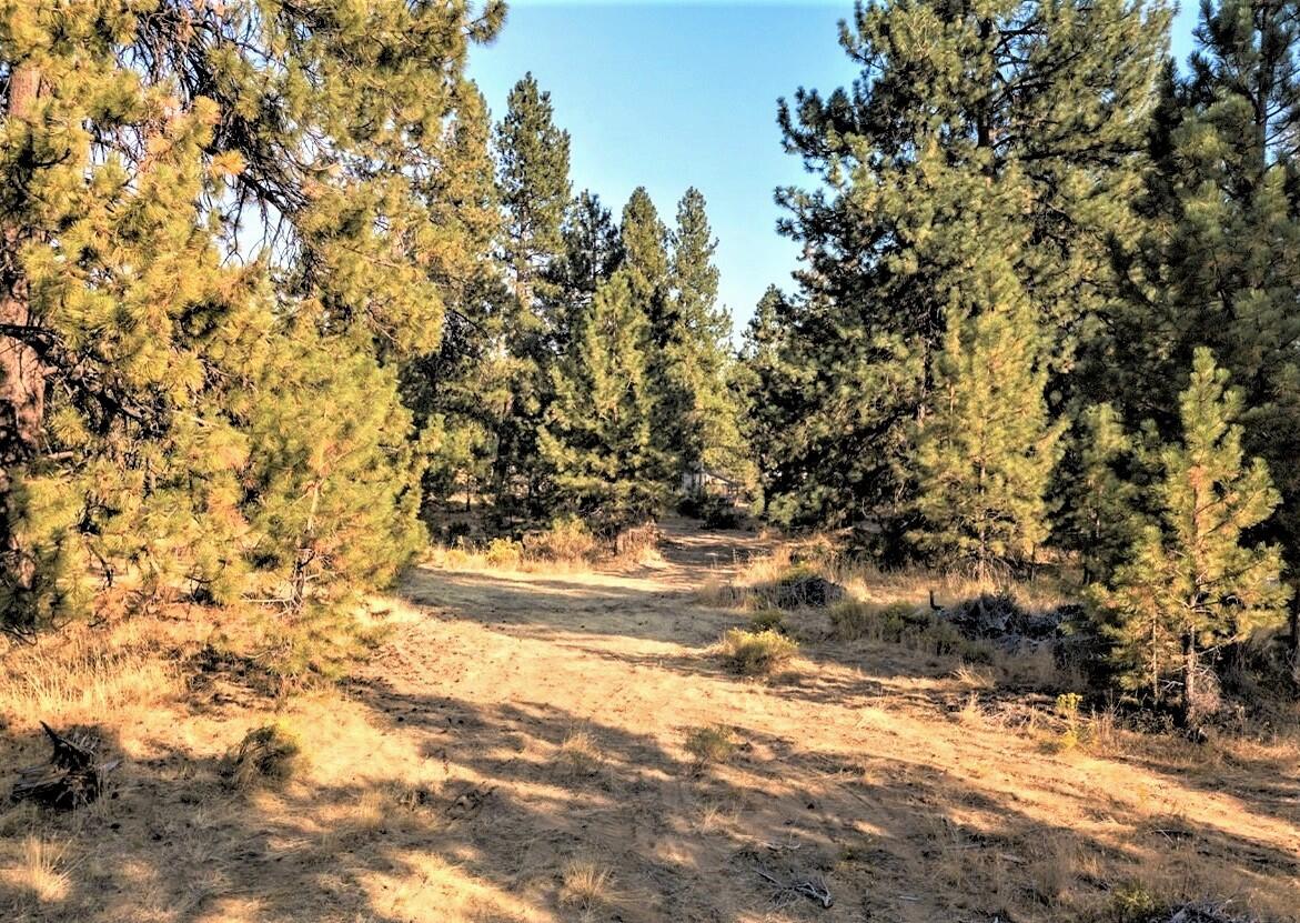 60019 Cheyenne Road Bend, OR 97702 - Photo 3 of 10 a view of a yard of a house