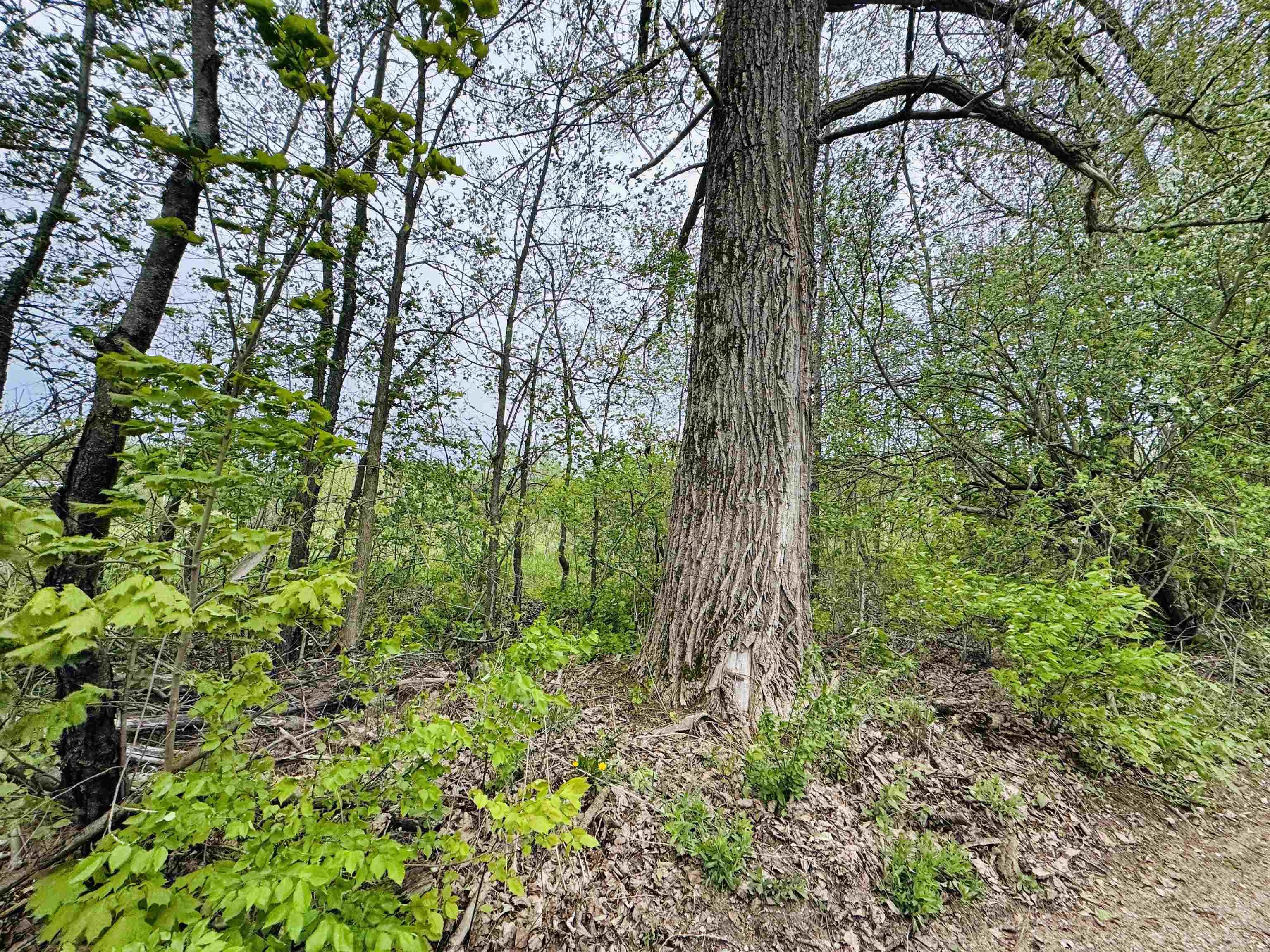 Parcel B2 Bosscher Road Manton, MI 49663 - Photo 10 of 13