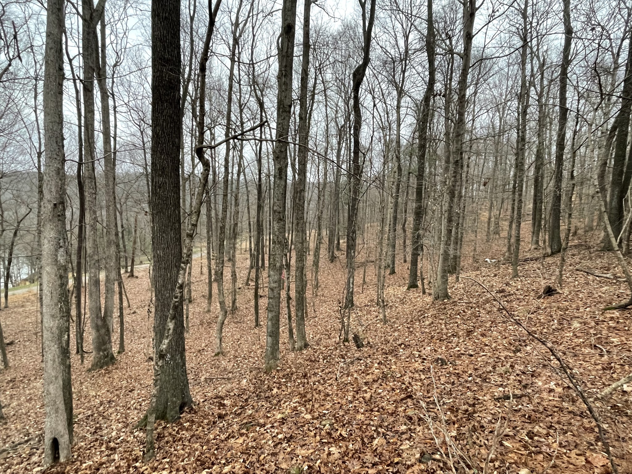0 Canyon Run Road Lewisburg, KY 42256 - Photo 2 of 3 a view of a backyard of the house