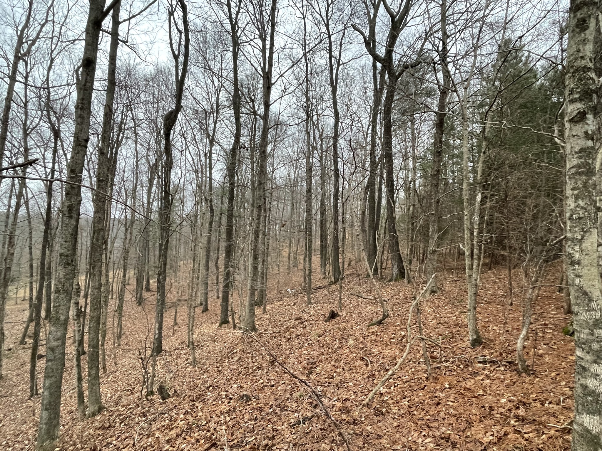 0 Canyon Run Road Lewisburg, KY 42256 - Photo 3 of 3 a view of wooden fence