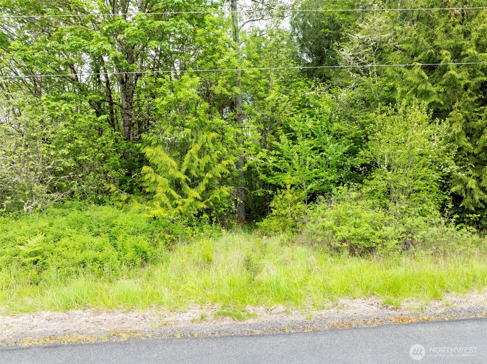 0 Eadon Road Toledo, WA 98591 - Photo 11 of 13 a view of a yard with a tree