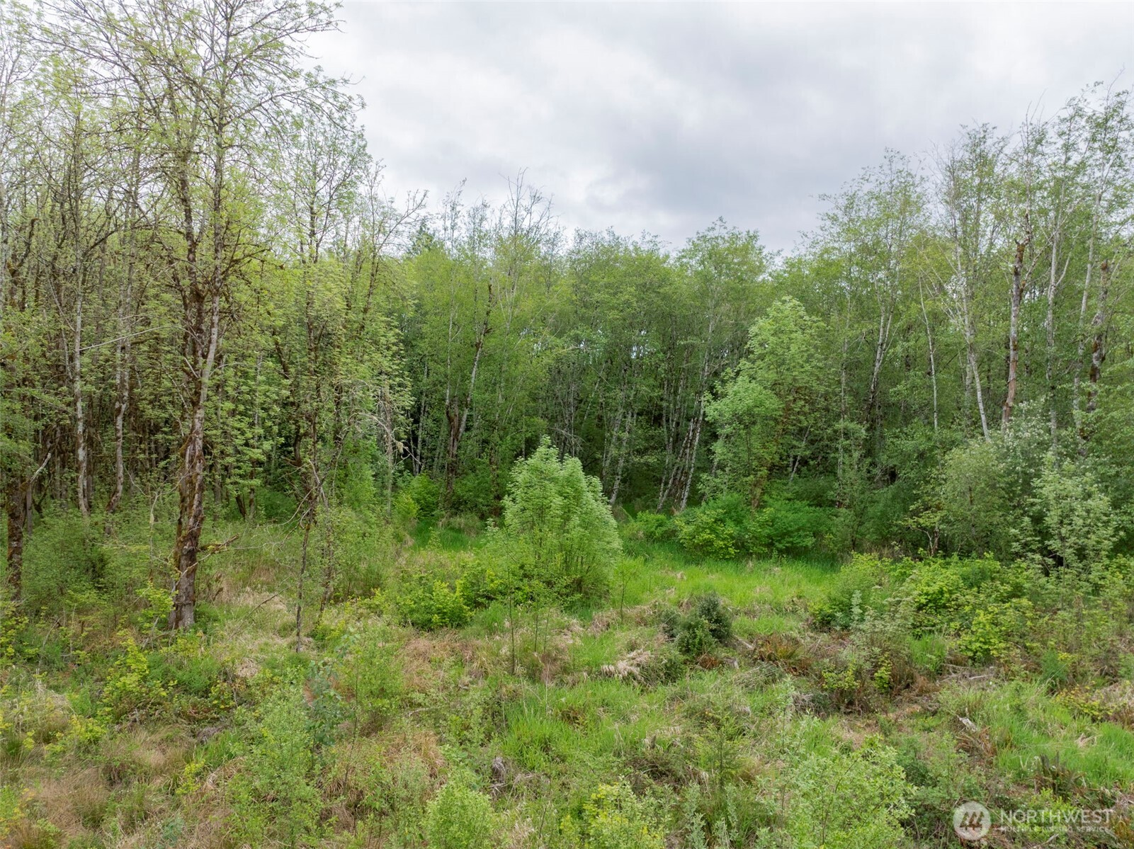 0 Eadon Road Toledo, WA 98591 - Photo 10 of 13 a view of a green field with lots of bushes