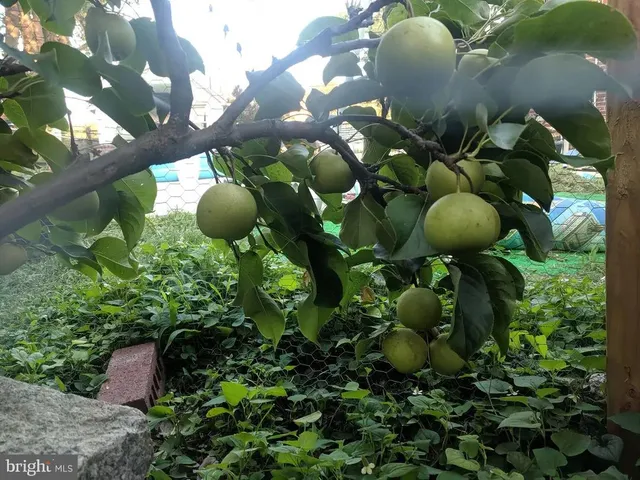 a plant with lots of trees