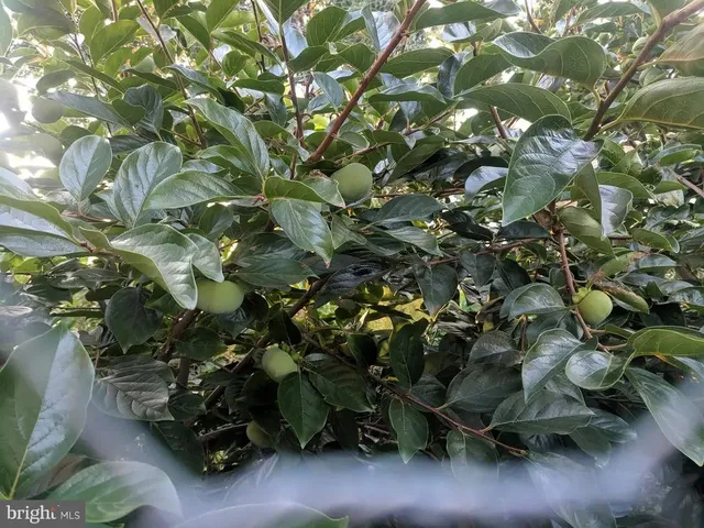 a backyard of a tree