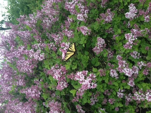 70 Stevens Road Stoneham, ME 04231 - Photo 41 of 47 enjoy the butterflies