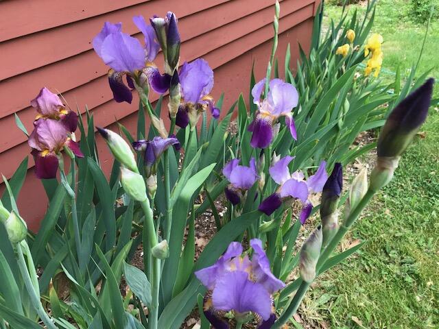 70 Stevens Road Stoneham, ME 04231 - Photo 42 of 47 iris