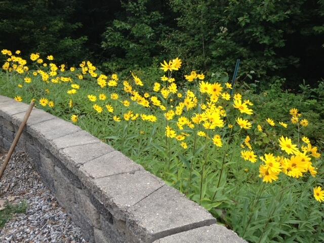 70 Stevens Road Stoneham, ME 04231 - Photo 43 of 47 patio daisies