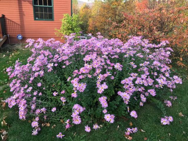 70 Stevens Road Stoneham, ME 04231 - Photo 44 of 47 flowering bush