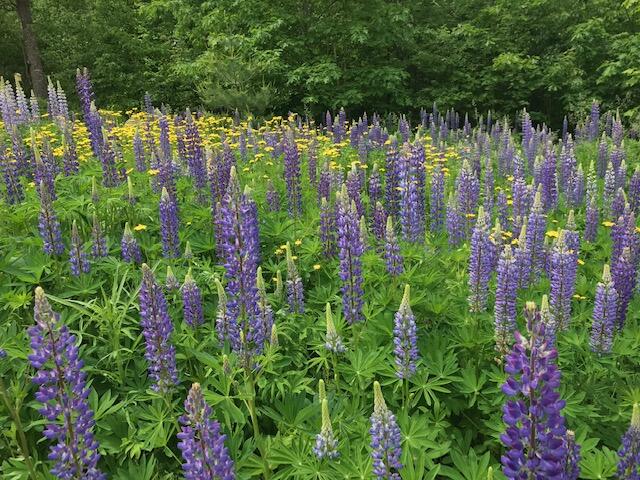 70 Stevens Road Stoneham, ME 04231 - Photo 45 of 47 lupine
