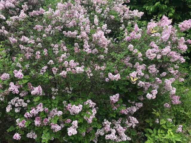 70 Stevens Road Stoneham, ME 04231 - Photo 46 of 47 lilacs
