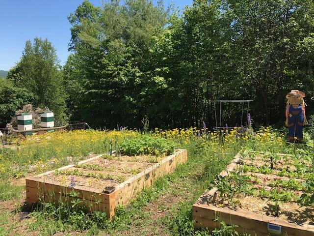 70 Stevens Road Stoneham, ME 04231 - Photo 47 of 47 Raised beds