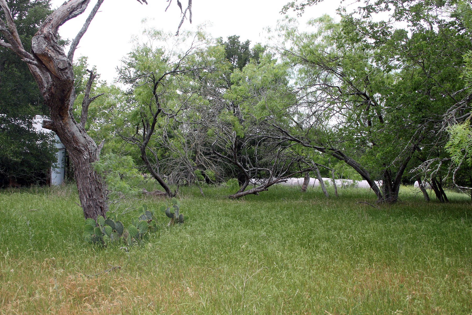 7887 Pettytown Road Red Rock, TX 78662 - Photo 17 of 26 View of yard