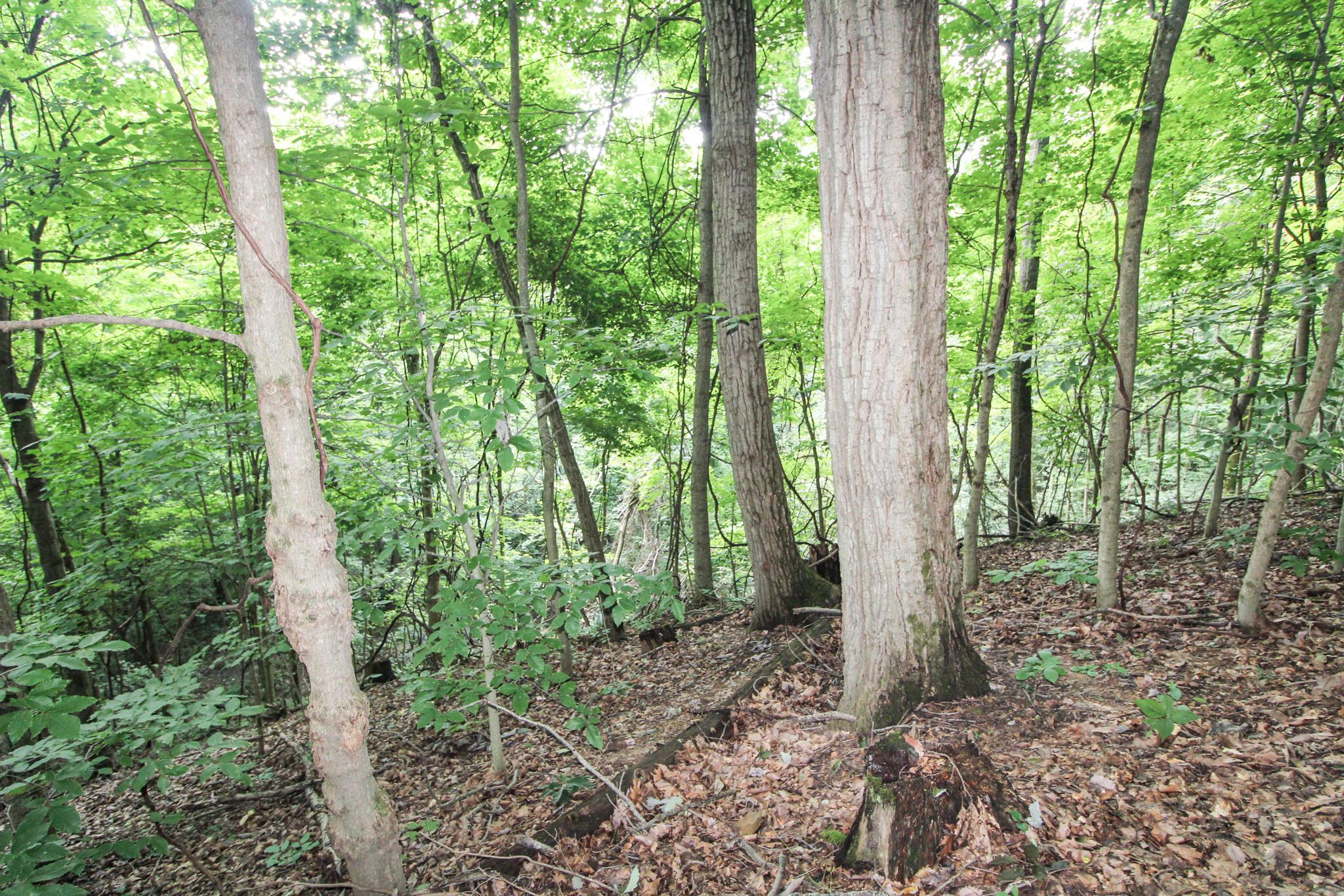 0 Dietrick Hill Road Philo, OH 43771 - Photo 13 of 25 IMG_4899