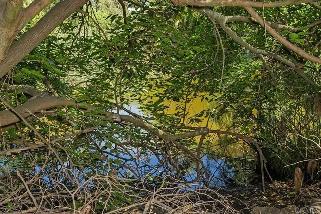 a view of a tree with a plant