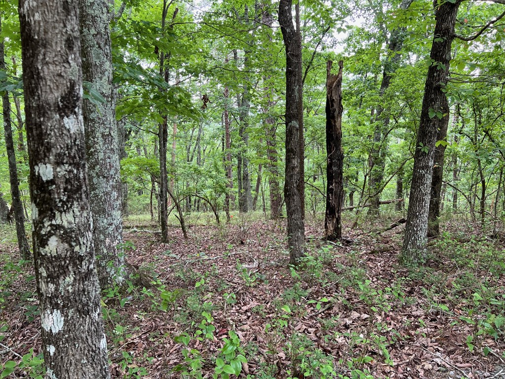 1267 Jewel Court Ranger, GA 30734 - Photo 11 of 19 Gallery Image 11