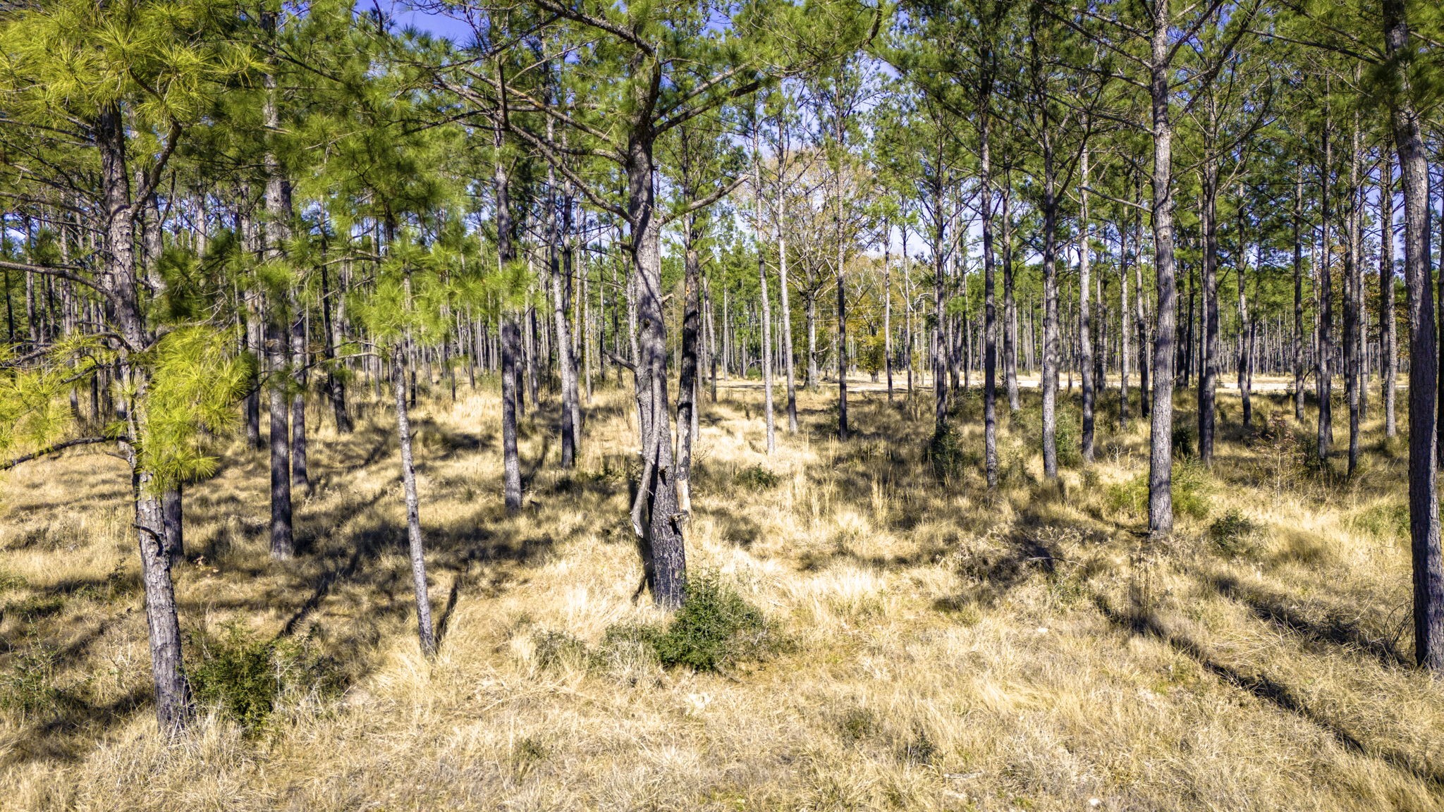 413 Well's Landing Road Onalaska, TX 77360 - Photo 6 of 24