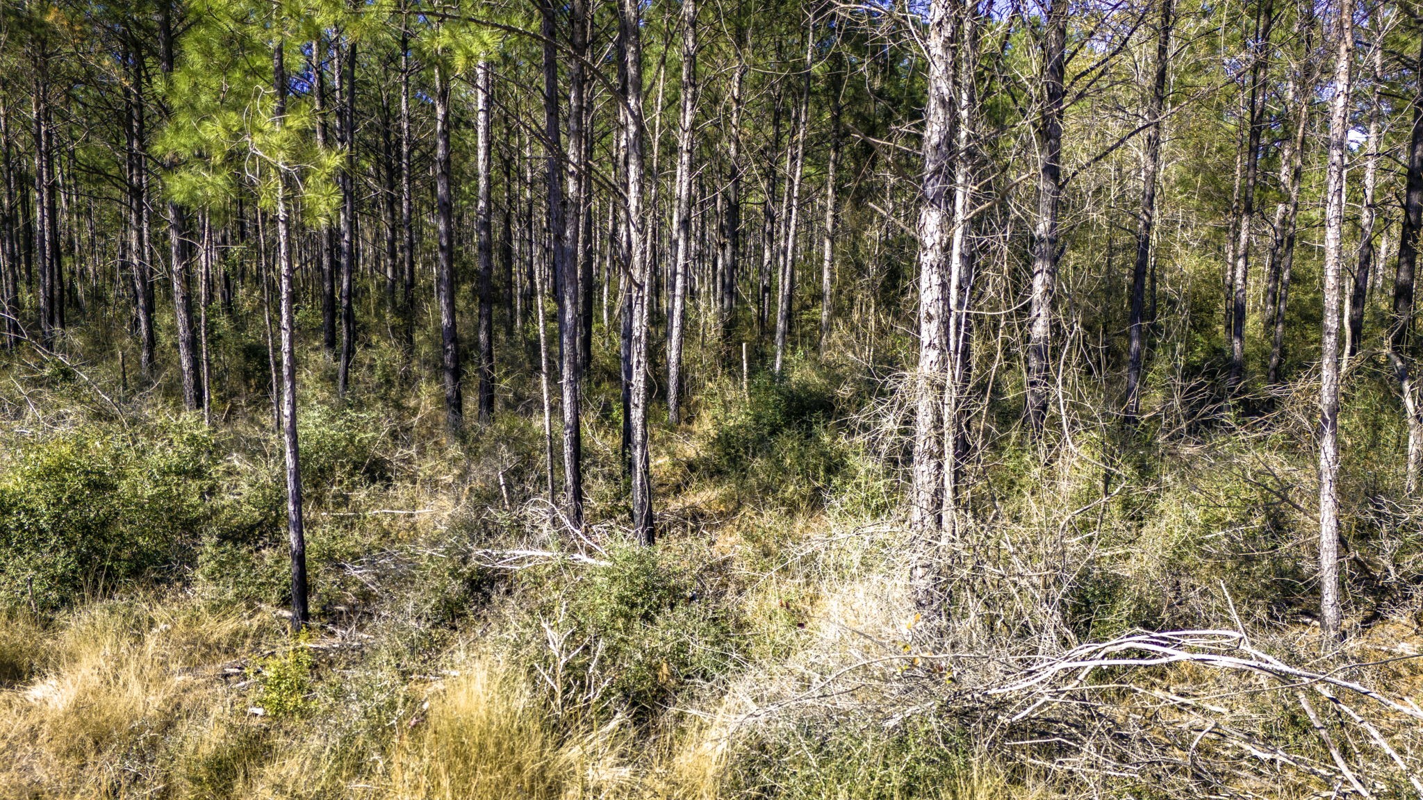 413 Well's Landing Road Onalaska, TX 77360 - Photo 7 of 24