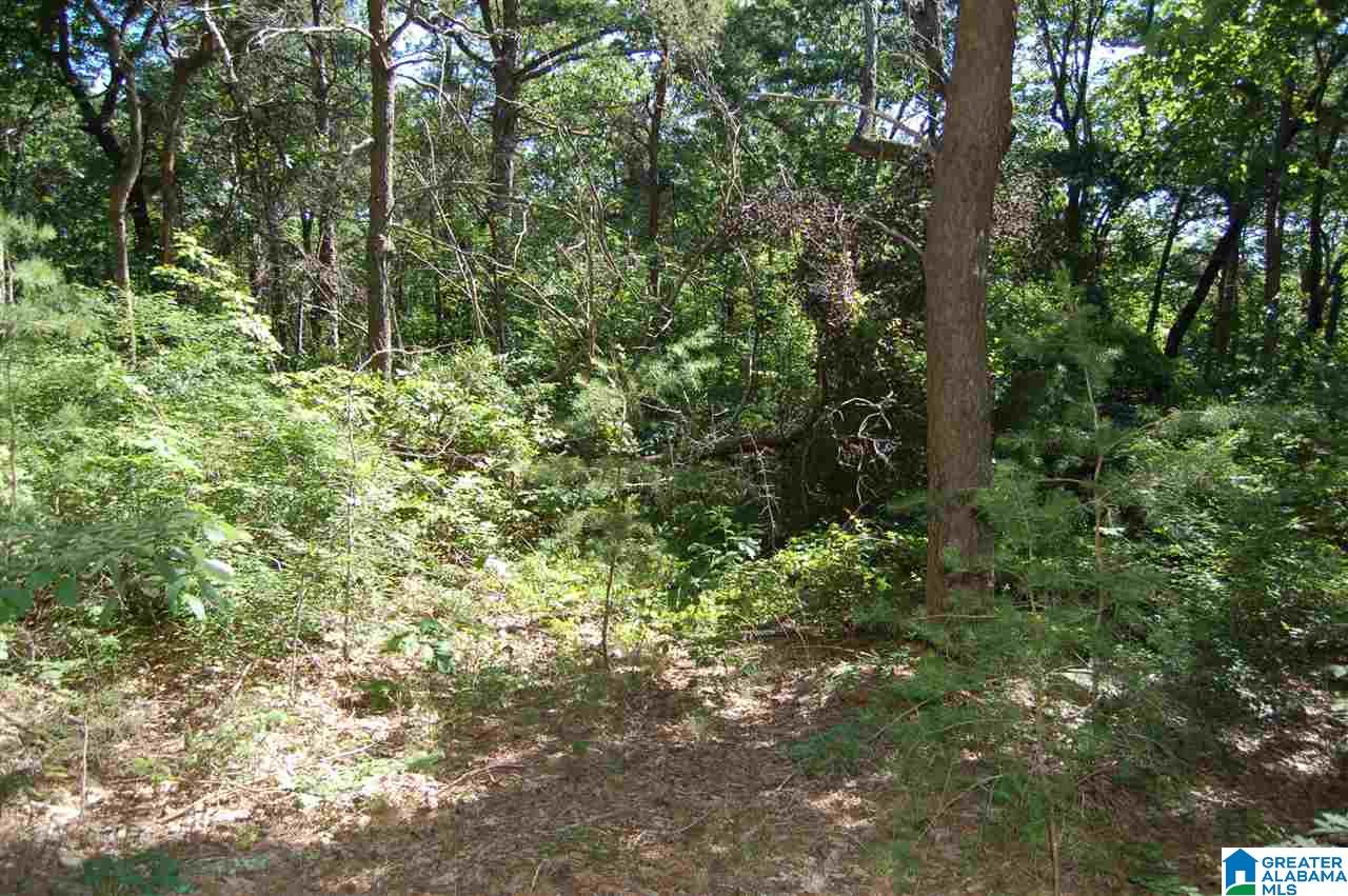 49-acres Chandler Mountain Road, Unit 1 Steele, AL 35987 - Photo 13 of 23