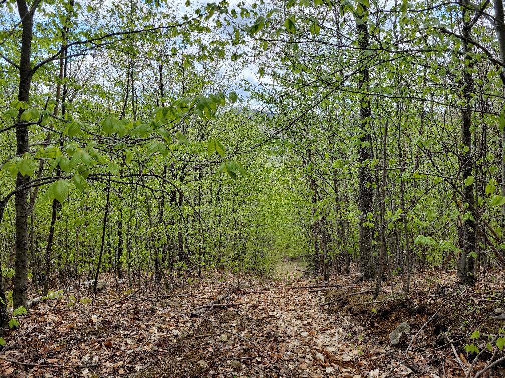 Lot 11 Swift River Road Byron, ME 04275 - Photo 22 of 72 photo_95d86888-28e1-4b83-a1df-0eb615e58c