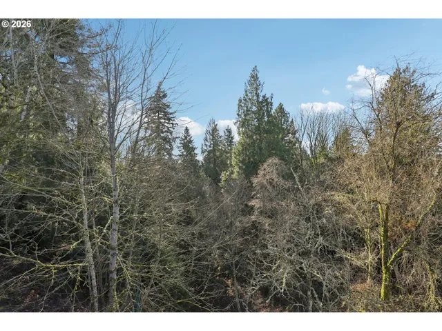 a view of a bunch of trees and bushes