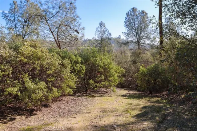 a view of a dry yard with trees