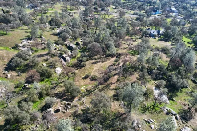a view of a forest with a tree