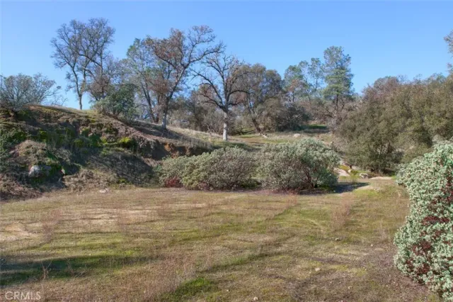 a view of a yard with a tree