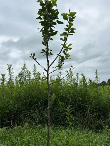 $675,000 | 86-ac County Road S, Gays Mills, WI 54631