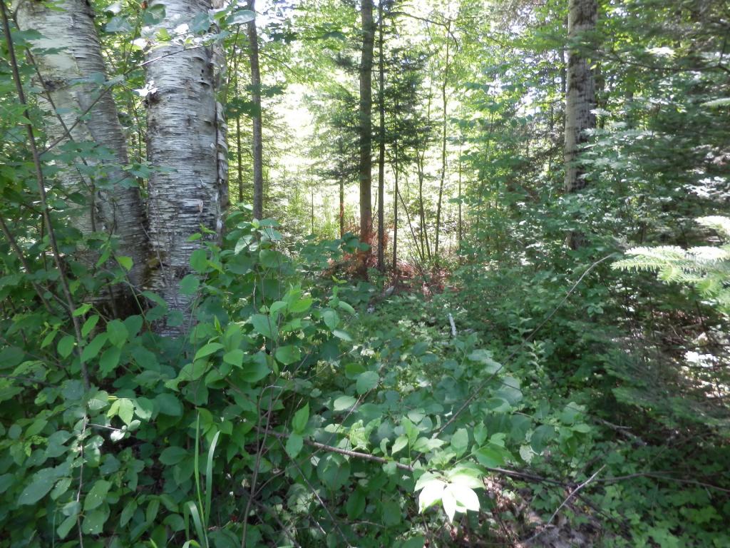 Belabachi Road, Unit 4 Bethlehem, NH 03574 - Photo 10 of 22 Gallery Image 10