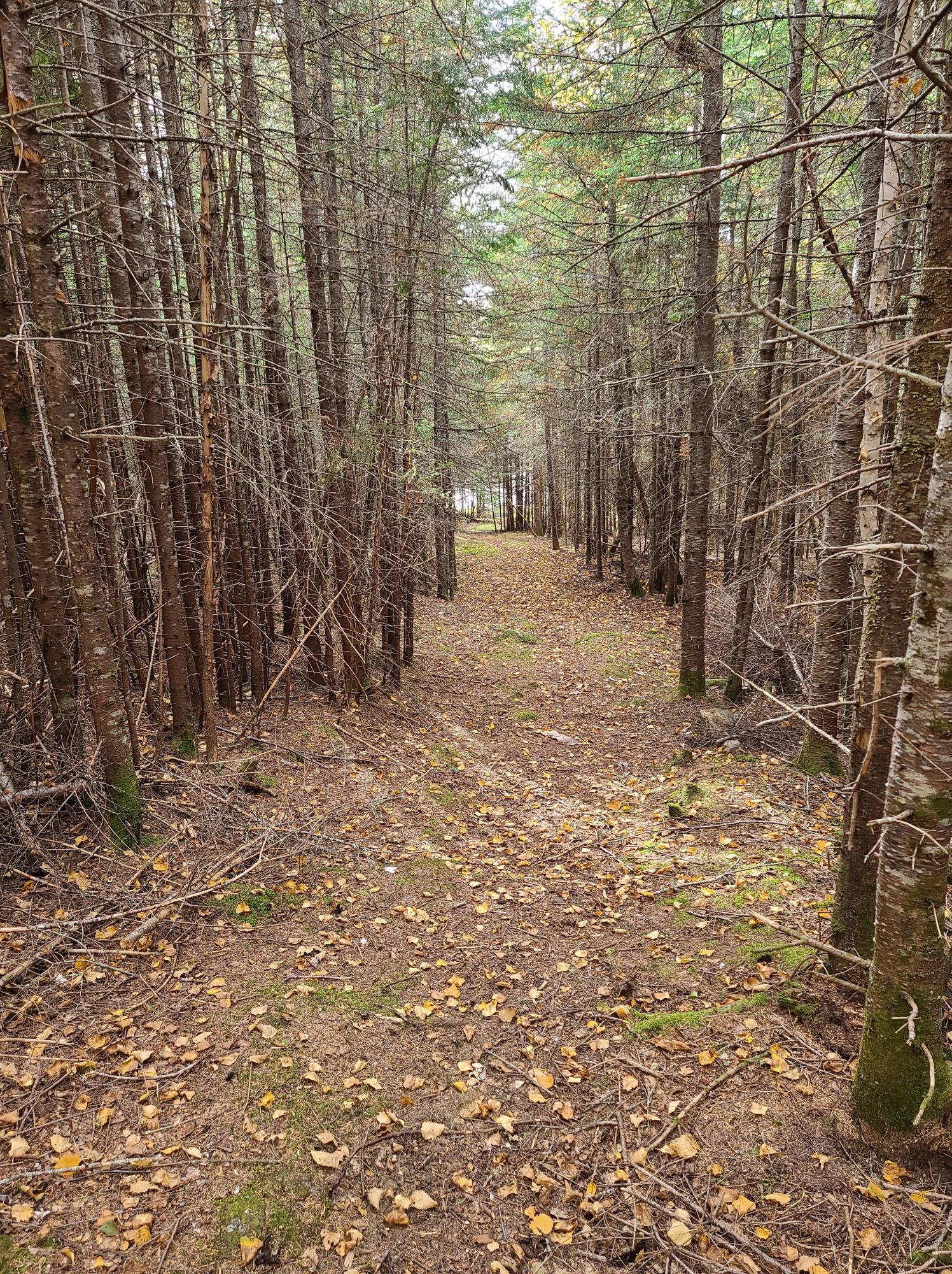 90 Babb Road Rangeley, ME 04970 - Photo 6 of 12 5