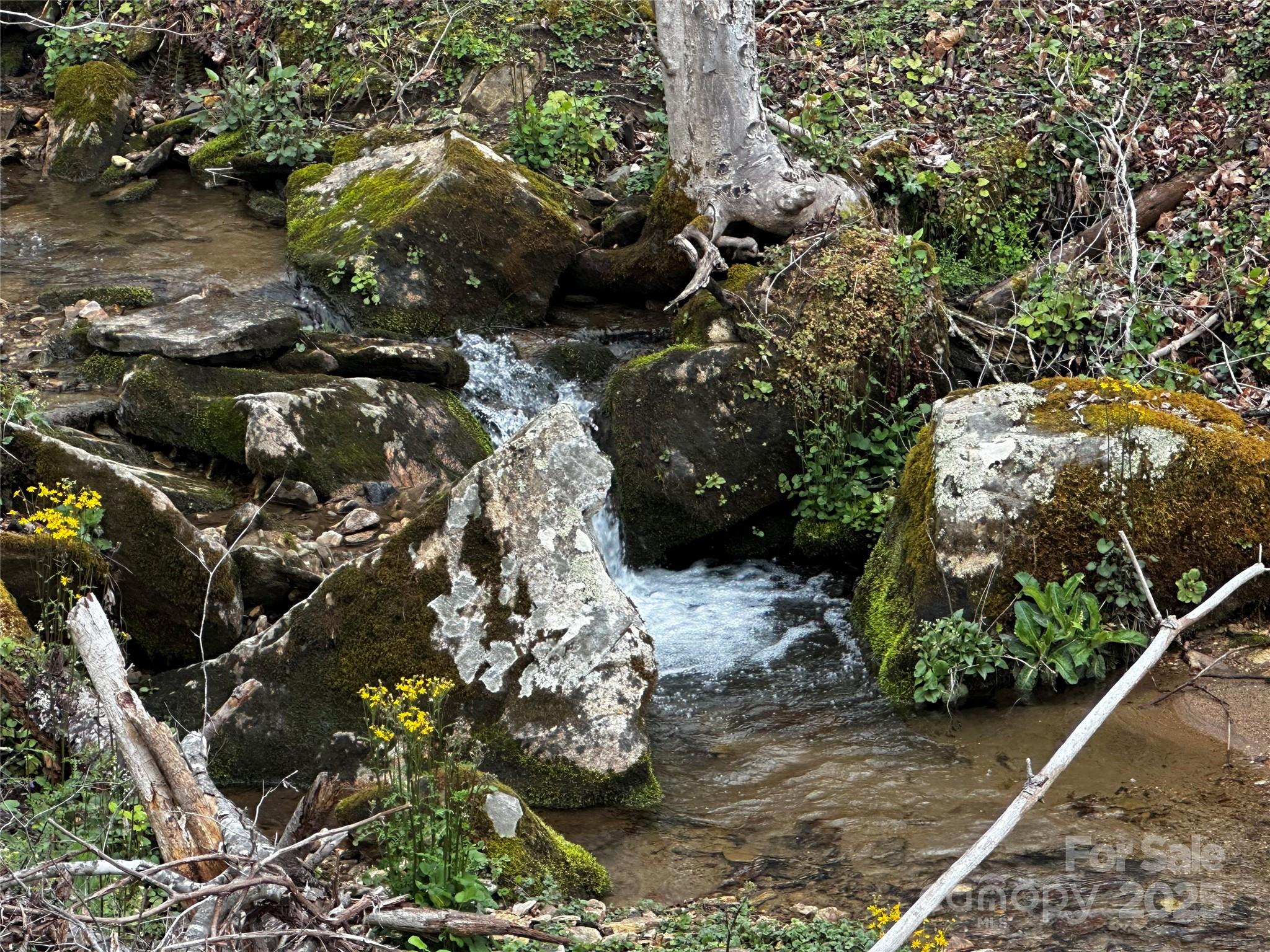 a view of a tree with plants