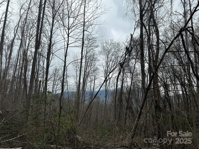 a view of trees in a yard