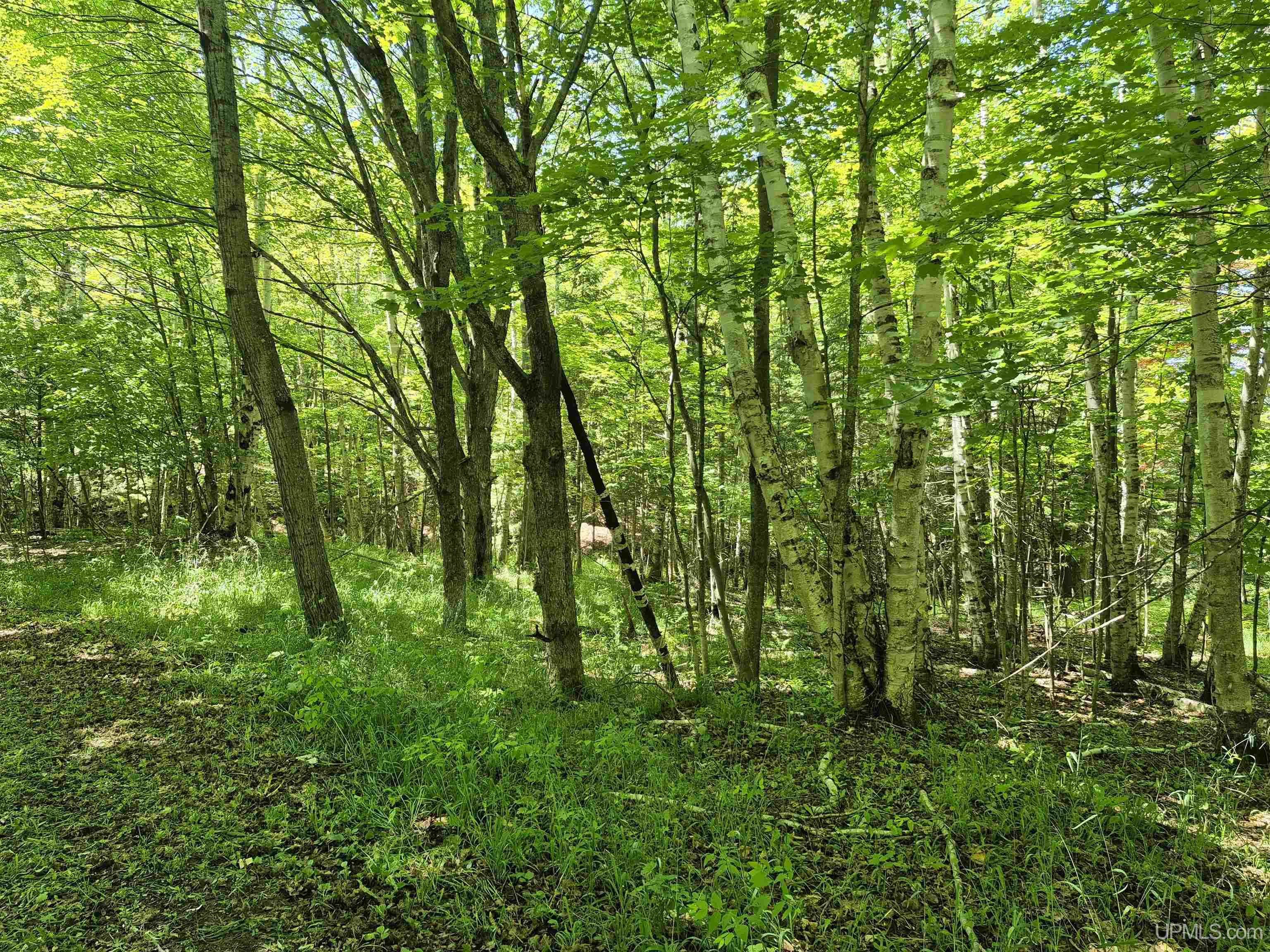 8-acres Nestor Road Munising, MI 49862 - Photo 9 of 43