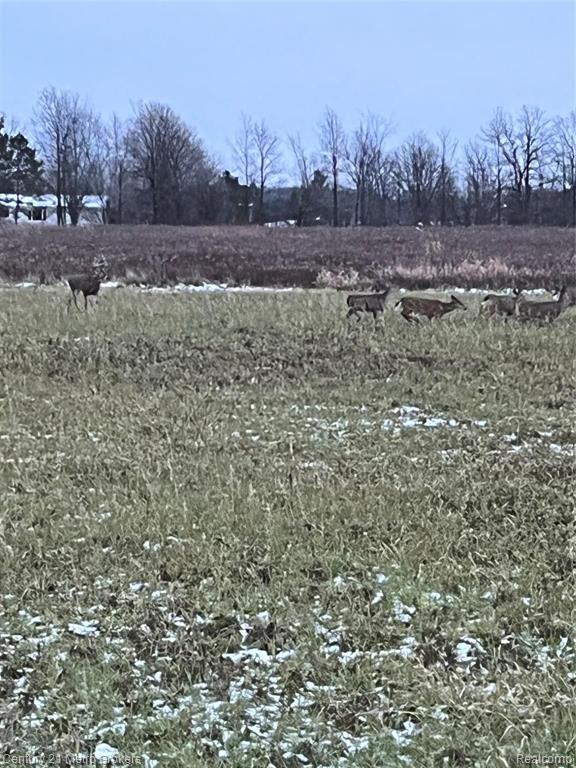9583 Shipman Road Corunna, MI 48817 - Photo 38 of 44