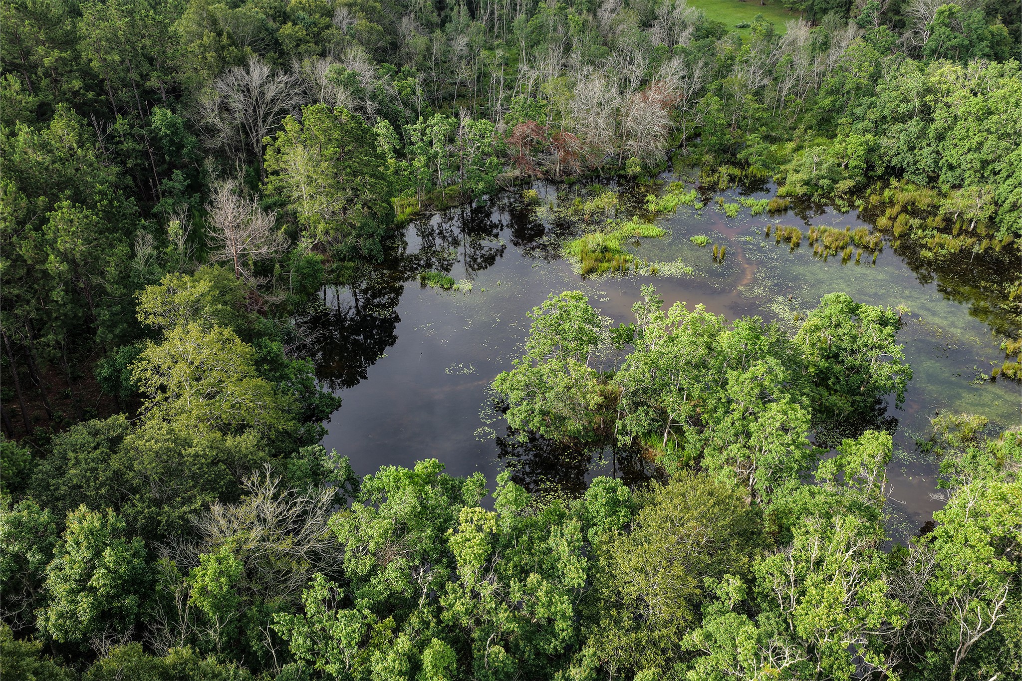 1782-acres County Line Road Shepherd, TX 77371 - Photo 16 of 22