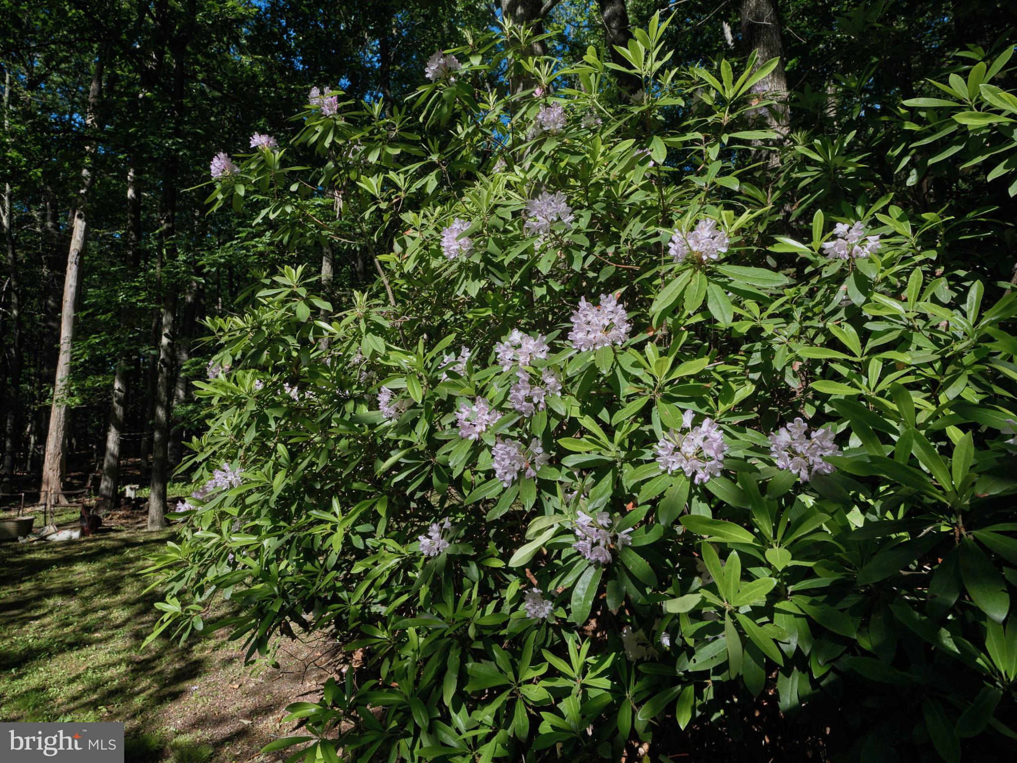 4831 Mountain Top Road West, Unit W New Hope, PA 18938 - Photo 24 of 28 Blooming rhododendrons in lush greenery.