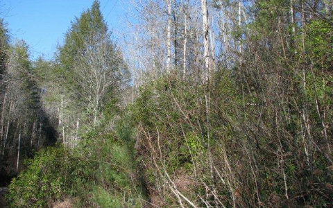 Laurel Branch Road Murphy, NC 28906 - Photo 1 of 1 Main View