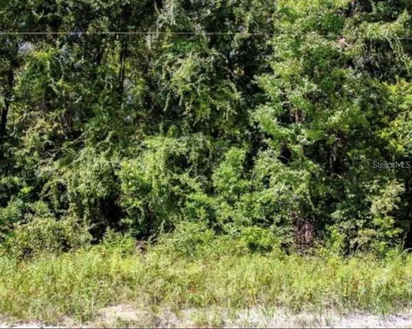 a view of a lush green forest