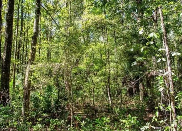 a view of a lush green forest
