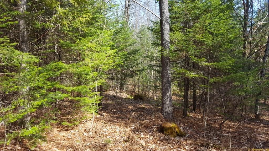 Tbd Hall Road Bethel, ME 04217 - Photo 8 of 16 20181011142226916045000000-o