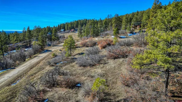 a view of a forest with a tree