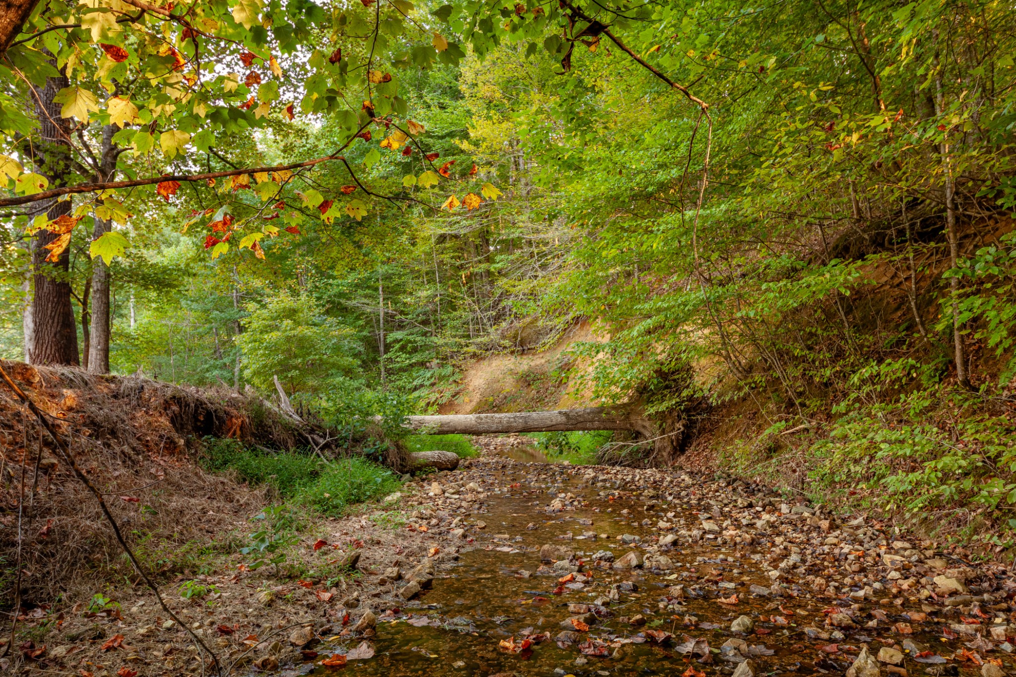 0 Puckett Hollow Road Centerville, TN 37033 - Photo 14 of 53 a backyard of a house with lots of plants and trees